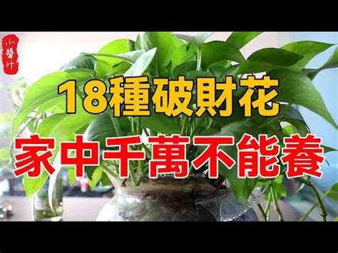 八房九重葛風水|【九重葛化煞】九重葛的神奇風水力！佈置居家植物的5個禁忌不。